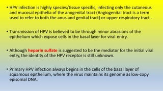• HPV infection is highly species/tissue specific, infecting only the cutaneous
and mucosal epithelia of the anogenital tract (Angiogenital tract is a term
used to refer to both the anus and genital tract) or upper respiratory tract .
• Transmission of HPV is believed to be through minor abrasions of the
epithelium which expose cells in the basal layer for viral entry.
• Although heparin sulfate is suggested to be the mediator for the initial viral
entry, the identity of the HPV receptor is still unknown.
• Primary HPV infection always begins in the cells of the basal layer of
squamous epithelium, where the virus maintains its genome as low-copy
episomal DNA.
 