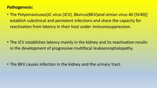Pathogenesis:
• The Polyomaviruses[JC virus (JCV), Bkvirus(BKV)and simian virus 40 (SV40)]
establish subclinical and persistent infections and share the capacity for
reactivation from latency in their host under immunosuppression.
• The JCV establishes latency mainly in the kidney and its reactivation results
in the development of progressive multifocal leukoencephalopathy.
• The BKV causes infection in the kidney and the urinary tract.
 