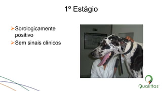 1º Estágio
Sorologicamente
positivo
Sem sinais clínicos
 