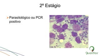 2º Estágio
Parasitológico ou PCR
positivo
 
