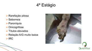 4º Estágio
 Rarefação pilosa
 Seborreia
 Paroníquia
 Onicogrifose
 Títulos elevados
 Relação A/G muito baixa
 IRC
 