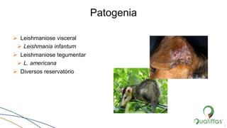 Patogenia
 Leishmaniose visceral
 Leishmania infantum
 Leishmaniose tegumentar
 L. americana
 Diversos reservatório
3
 