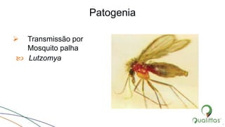 Patogenia
 Transmissão por
Mosquito palha
 Lutzomya
4
 