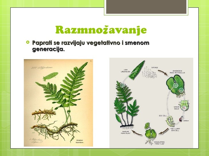 Paprati