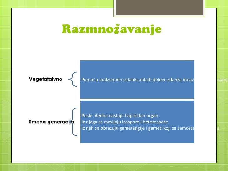 Paprati