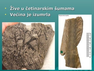 Žive u četinarskim šumamaŽive u četinarskim šumama
Većina je izumrlaVećina je izumrla
 