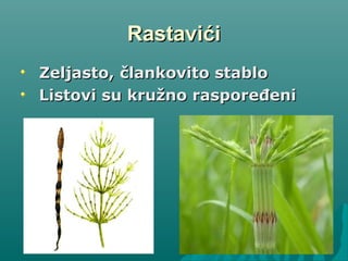 RastavićiRastavići
Zeljasto, člankovito stabloZeljasto, člankovito stablo
Listovi su kružno raspoređeniListovi su kružno raspoređeni
 