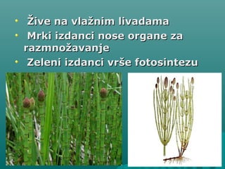 Žive na vlažnim livadamaŽive na vlažnim livadama
Mrki izdanci nose organe zaMrki izdanci nose organe za
razmnožavanjerazmnožavanje
Zeleni izdanci vrše fotosintezuZeleni izdanci vrše fotosintezu
 