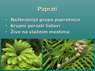 PapratiPaprati
NaJbrojnija grupa papratnicaNaJbrojnija grupa papratnica
Krupni perasti listoviKrupni perasti listovi
Žive na vlažnim mestimaŽive na vlažnim mestima
 