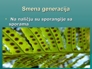 Smena generacijaSmena generacija
Na naličju su sporangije saNa naličju su sporangije sa
sporamasporama
 