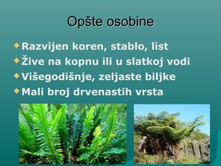 Opšte osobineOpšte osobine
 Razvijen koren, stablo, list
 Žive na kopnu ili u slatkoj vodi
 Višegodišnje, zeljaste biljke
 Mali broj drvenastih vrsta
 