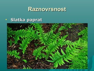 RaznovrsnostRaznovrsnost
Slatka papratSlatka paprat
 