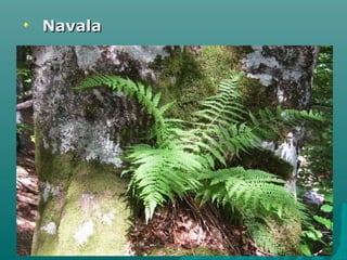 NavalaNavala
 