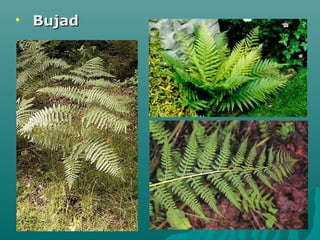 BujadBujad
 