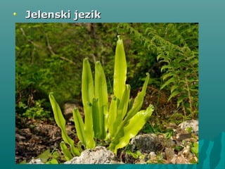 Jelenski jezikJelenski jezik
 