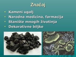 ZnačajZnačaj
Kameni ugaljKameni ugalj
Narodna medicina, farmacijaNarodna medicina, farmacija
Stanište mnogih životinjaStanište mnogih životinja
Dekorativne biljkeDekorativne biljke
 