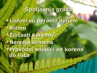 Spoljašnja građaSpoljašnja građa
Listovi su perasto deljeniListovi su perasto deljeni
RizomRizom
Žiličasti korenoviŽiličasti korenovi
Nemaju semenaNemaju semena
Provodni snopići od korenaProvodni snopići od korena
do listado lista
 