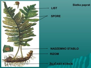 LIST
SPORE
NADZEMNO STABLO
RIZOM
ŽILIČAST KOREN
Slatka paprat
 