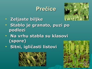 PrečicePrečice
Zeljaste biljkeZeljaste biljke
Stablo je granato, puzi poStablo je granato, puzi po
podlozipodlozi
Na vrhu stabla su klasoviNa vrhu stabla su klasovi
(spore)(spore)
Sitni, igličasti listoviSitni, igličasti listovi
 