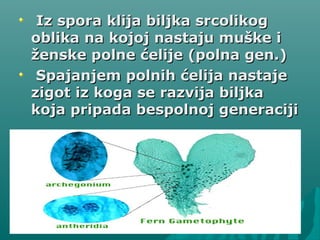 Iz spora klija biljka srcolikogIz spora klija biljka srcolikog
oblika na kojoj nastaju muške ioblika na kojoj nastaju muške i
ženske polne ćelije (polna gen.)ženske polne ćelije (polna gen.)
Spajanjem polnih ćelija nastajeSpajanjem polnih ćelija nastaje
zigot iz koga se razvija biljkazigot iz koga se razvija biljka
koja pripada bespolnoj generacijikoja pripada bespolnoj generaciji
 