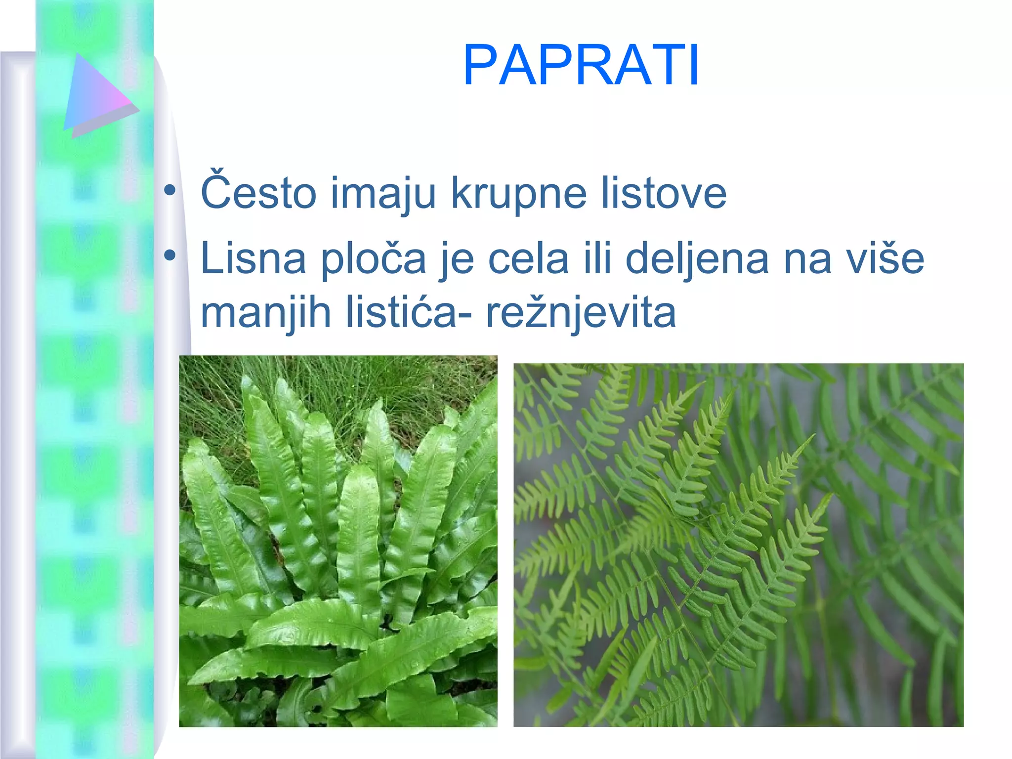 Papratnice | PPT