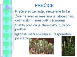 PREČICE
• Prečice su zeljaste, zimzelene biljke
• Žive na svetlim mestima u listopadnim,
četinarskim i mešovitim šumama
• Stablo prečica je člankovito, puzi po
podlozi
• Igličasti listići spiralno su raspoređeni
po stablu
 