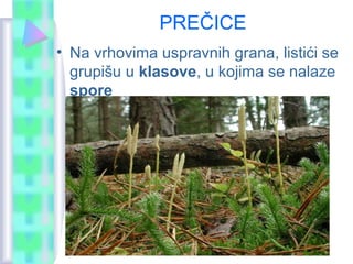 PREČICE
• Na vrhovima uspravnih grana, listići se
grupišu u klasove, u kojima se nalaze
spore
 