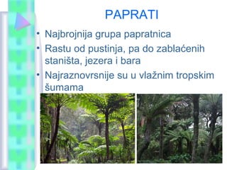 PAPRATI
• Najbrojnija grupa papratnica
• Rastu od pustinja, pa do zablaćenih
staništa, jezera i bara
• Najraznovrsnije su u vlažnim tropskim
šumama
 