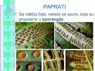 PAPRATI
• Sa naličja lista, nalaze se spore, koje su
grupisane u sporangije
 