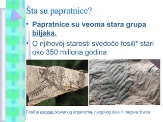 Šta su papratnice?
• Papratnice su veoma stara grupa
biljaka.
• O njihovoj starosti svedoče fosili* stari
oko 350 miliona godina
Fosil je ostatak očuvanog organizma, njegovog dela ili tragova života
 
