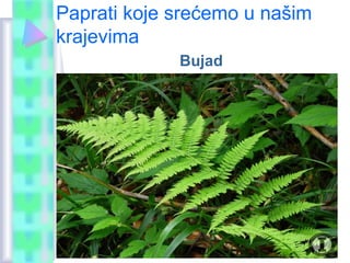 Paprati koje srećemo u našim
krajevima
Bujad
 