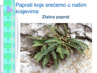 Paprati koje srećemo u našim
krajevima
Zlatna paprat
 