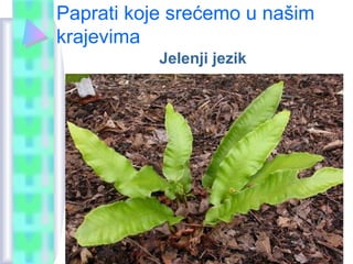 Paprati koje srećemo u našim
krajevima
Jelenji jezik
 