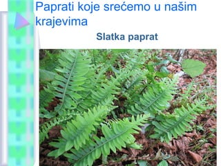 Paprati koje srećemo u našim
krajevima
Slatka paprat
 