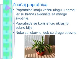 Značaj papratnica
• Papratnice imaju važnu ulogu u prirodi
jer su hrana i sklonište za mnoge
životinje
• Papratnice se koriste kao ukrasno
sobno bilje
• Neke su lekovite, dok su druge otrovne
 