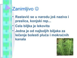 Zanimljivo 
• Rastavić se u narodu još naziva i
preslica, konjski rep...
• Cela biljka je lekovita
• Jedna je od najboljih biljaka za
lečenje bolesti pluća i mokraćnih
kanala
 