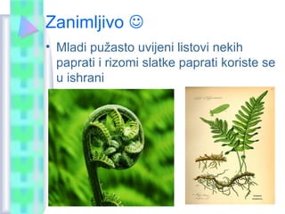 Zanimljivo 
• Mladi pužasto uvijeni listovi nekih
paprati i rizomi slatke paprati koriste se
u ishrani
 
