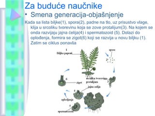 Za buduće naučnike
• Smena generacija-objašnjenje
Kada sa lista biljke(1), spora(2), padne na tlo, uz prisustvo vlage,
klija u srcoliku tvorevinu koja se zove protalijum(3). Na kojem se
onda razvijaju jajna ćelija(4) i spermatozoid (5). Dolazi do
oplođenja, formira se zigot(6) koji se razvija u novu biljku (1).
Zatim se ciklus ponavlja
 