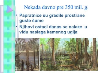 Nekada davno pre 350 mil. g.
• Papratnice su gradile prostrane
guste šume
• Njihovi ostaci danas se nalaze u
vidu naslaga kamenog uglja
 