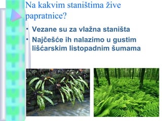 Na kakvim staništima žive
papratnice?
• Vezane su za vlažna staništa
• Najčešće ih nalazimo u gustim
lišćarskim listopadnim šumama
 
