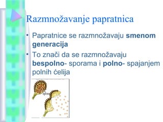 Razmnožavanje papratnica
• Papratnice se razmnožavaju smenom
generacija
• To znači da se razmnožavaju
bespolno- sporama i polno- spajanjem
polnih ćelija
 