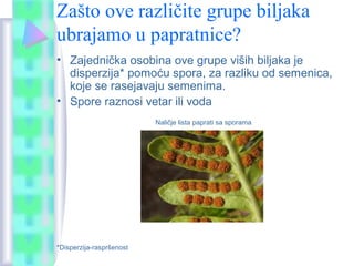 Zašto ove različite grupe biljaka
ubrajamo u papratnice?
• Zajednička osobina ove grupe viših biljaka je
disperzija* pomoću spora, za razliku od semenica,
koje se rasejavaju semenima.
• Spore raznosi vetar ili voda
Naličje lista paprati sa sporama
*Disperzija-raspršenost
 