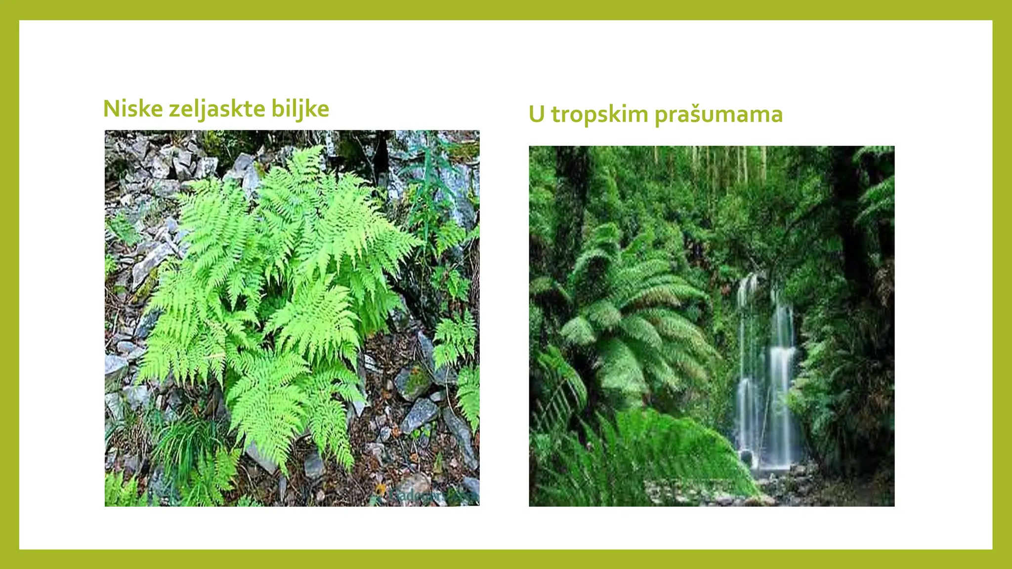 PAPRATNJAČE presentation for biologija 2024 | PPTX