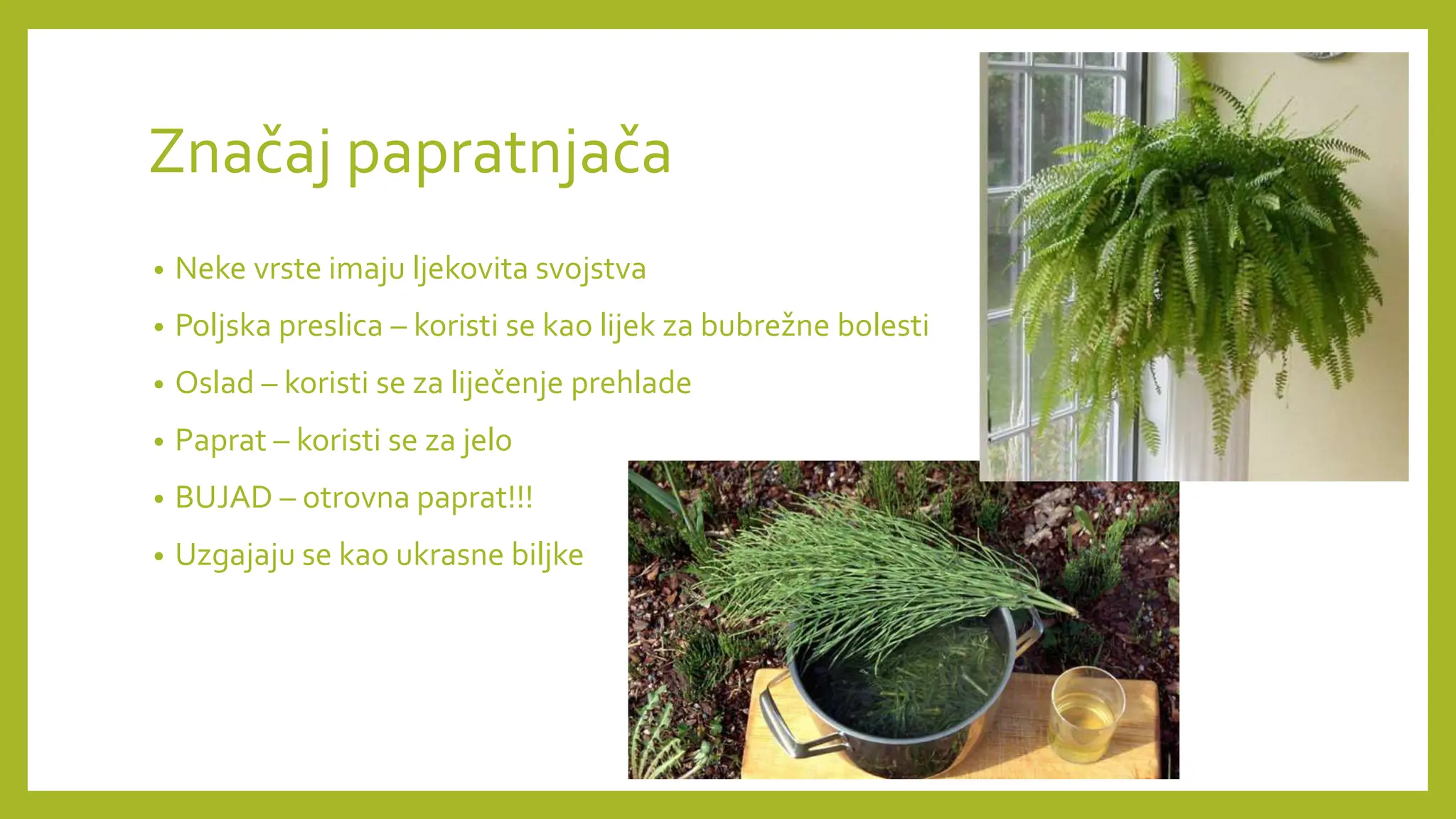 PAPRATNJAČE presentation for biologija 2024 | PPTX