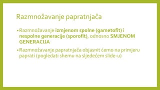 PAPRATNJAČE presentation for biologija 2024 | PPTX