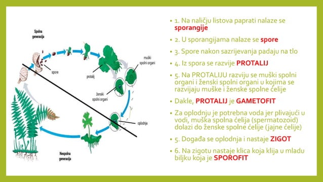PAPRATNJAČE presentation for biologija 2024 | PPTX