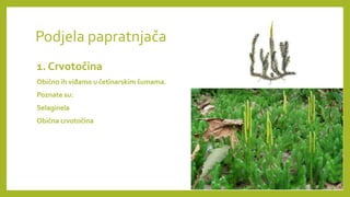 PAPRATNJAČE presentation for biologija 2024 | PPTX