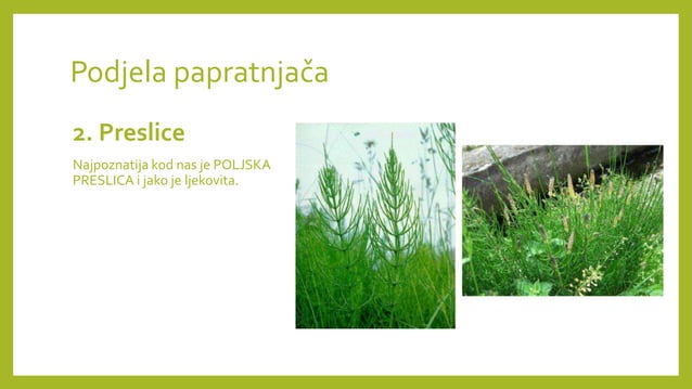 PAPRATNJAČE presentation for biologija 2024 | PPTX