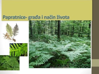 Papratnjače građa i način života | PPTX