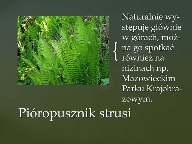 Mchy Paprocie Skrzypy I Widłaki Sprawdzian Paprocie, skrzypy, widłaki | PPT